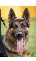 Argo von Schweizer Argo von Schweizer