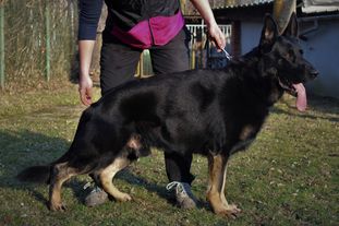 Lennox von Haus Anja Lennox von Haus Anja
