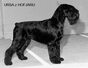 Ursa z Hofjaru Ursa z Hofjaru