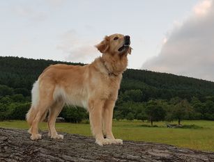 Gatia vom Wildweibchenstein Gatia vom Wildweibchenstein