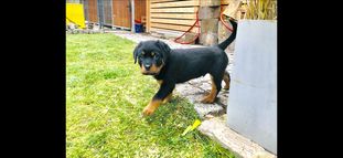 Ares vom Karlstern Ares vom Karlstern