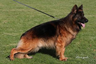 Orvan vom Haus Lacherom Orvan vom Haus Lacherom