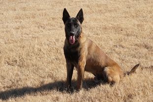Stronghold k9s Whiskey 2 Stronghold k9s Whiskey 2