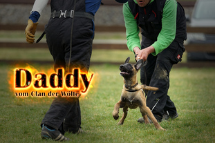 Daddy vom Clan der Wölfe Daddy vom Clan der Wölfe