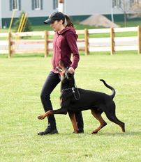 Baxter vom Apexe Baxter vom Apexe