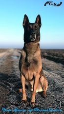 Iron House of Fire Malinois Iron House of Fire Malinois