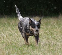 A-Sydney vom wilden Dingo A-Sydney vom wilden Dingo