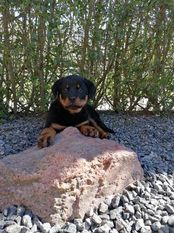 Lobo vom Wildwechsel Lobo vom Wildwechsel