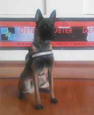 Master Extra Temperament Master Extra Temperament
