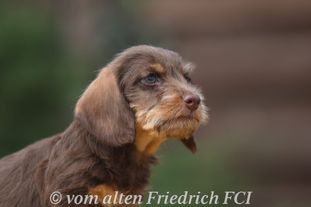 Kokolores vom alten Friedrich Kokolores vom alten Friedrich