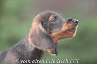 Loriot vom alten Friedrich Loriot vom alten Friedrich
