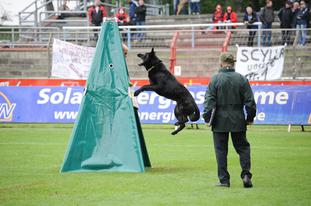 Dex von den schwarzen Seeperlen Dex von den schwarzen Seeperlen