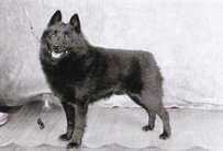 dog image background