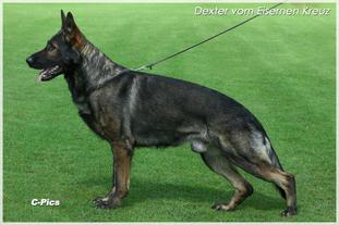 Dexter vom Eisernen Kreuz Dexter vom Eisernen Kreuz
