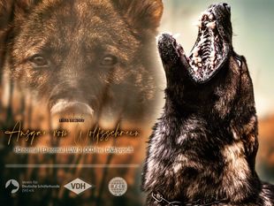 Ansgar vom Wolfsschrein Ansgar vom Wolfsschrein