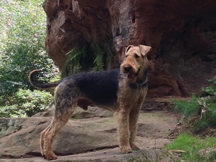 Sisko aus dem Dämmerwald Sisko aus dem Dämmerwald