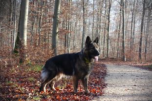 Enjoy vom grauen Schlund Enjoy vom grauen Schlund