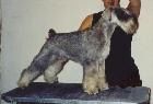 dog image background