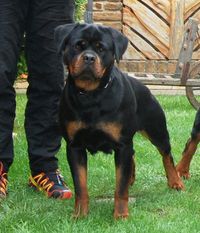 Cora Libero Dogs Cora Libero Dogs