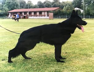 Buster vom Adelmannsfelder Land Buster vom Adelmannsfelder Land