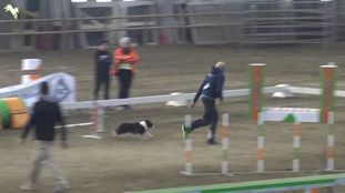 Signorina Laura di Spirit's Dog Signorina Laura di Spirit's Dog