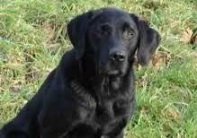 Hamford Wilfred Hamford Wilfred