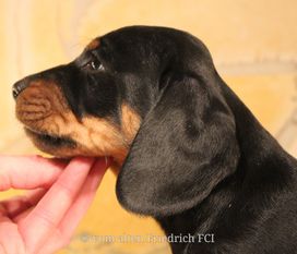 Jagdgott vom alten Friedrich Jagdgott vom alten Friedrich