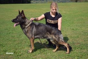 Anouk fortis lupus Anouk fortis lupus