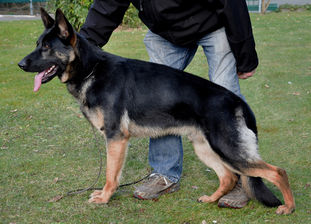 El Perro vom Dahlhauser Schloßpark El Perro vom Dahlhauser Schloßpark