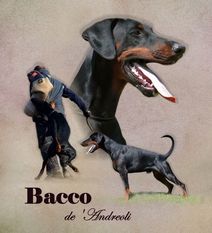 Bacco De' Andreoli Bacco De' Andreoli
