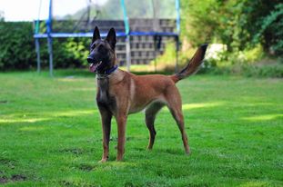 Kimba von den brennenden Herzen Kimba von den brennenden Herzen