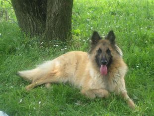 Afgane d'Oclair des Loups Afgane d'Oclair des Loups