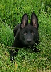 Canis rabidus A'Tatou Canis rabidus A'Tatou