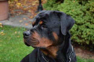 Otis vom Kindberger Wappen Otis vom Kindberger Wappen
