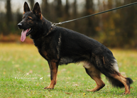 Fido von der Hagenmühle