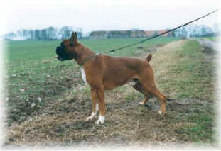 Tito van de Boksdoorn Tito van de Boksdoorn