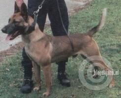 Rico (Hendrikx) Rico (Hendrikx)