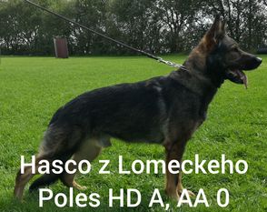 Hasco z Lomeckeho Polesi Hasco z Lomeckeho Polesi