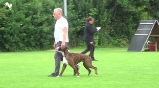 Zidane di Casa Vernice Zidane di Casa Vernice