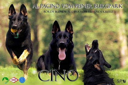 Al Pacino vom Peiner Burgpark Al Pacino vom Peiner Burgpark