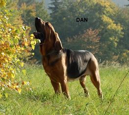 Dan z Podjeřmanské skály Dan z Podjeřmanské skály
