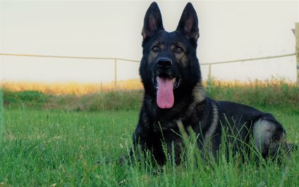 Miro von der alten Schmiede Miro von der alten Schmiede