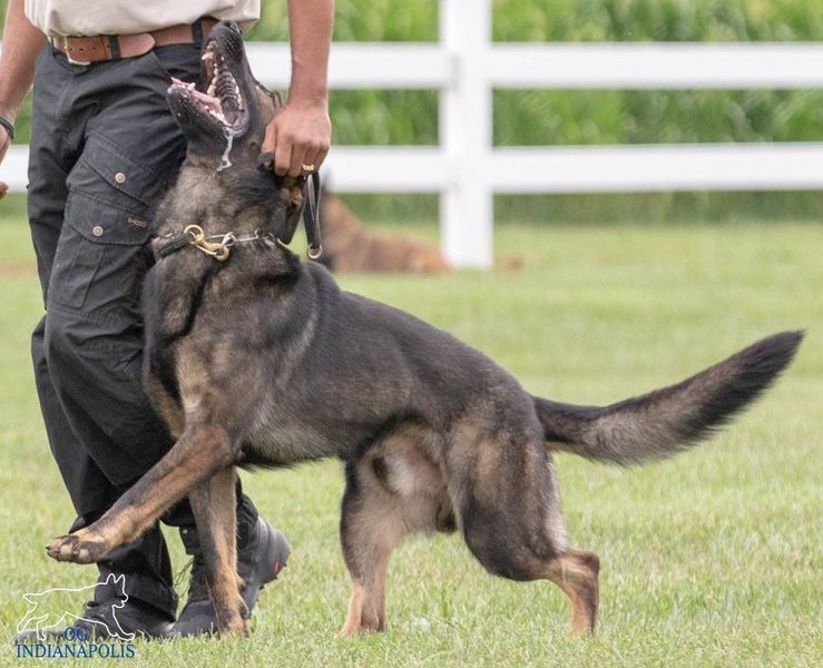 Faro Blendy workingdog