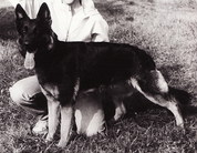 dog image background