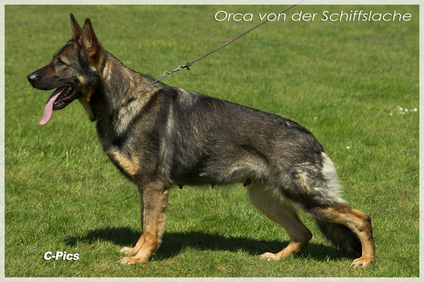 Orca von der Schiffslache