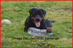 Omega des Cheuns du Saintonge Omega des Cheuns du Saintonge