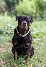 Quincy von der Berghalbinsel Quincy von der Berghalbinsel