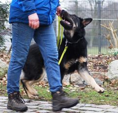 Alfa von der Ehrfelder-Hölzung Alfa von der Ehrfelder-Hölzung