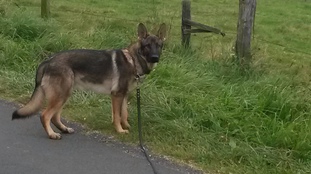 Ailo vom Crefeldchen Ailo vom Crefeldchen