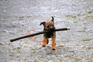 Xenie-Xiu vom Birkenhain Xenie-Xiu vom Birkenhain